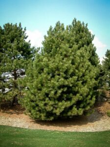 Сосна Чёрная (Pinus Nigra) купить по цене от 270.00р. в интернет-магазине «Посадика» с доставкой почтой в в Олекминске и по всей России – [изображение №1].