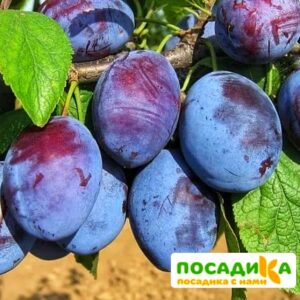 Слива Чачакская ранняя купить по цене от 229.00р. в интернет-магазине «Посадика» с доставкой почтой в в Олекминске и по всей России – [изображение №1].