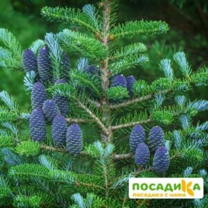 Пихта корейская (Abies koreana) купить по цене от 450.00р. в интернет-магазине «Посадика» с доставкой почтой в в Олекминске и по всей России – [изображение №1].