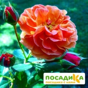 Роза Арабия купить по цене от 350.00р. в интернет-магазине «Посадика» с доставкой почтой в в Олекминске и по всей России – [изображение №1].