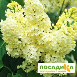 Сирень Примроуз (Primrose) купить по цене от 529.00р. в интернет-магазине «Посадика» с доставкой почтой в в Олекминске и по всей России – [изображение №1].