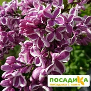 Сирень Сенсация купить по цене от 529.00р. в интернет-магазине «Посадика» с доставкой почтой в в Олекминске и по всей России – [изображение №1].