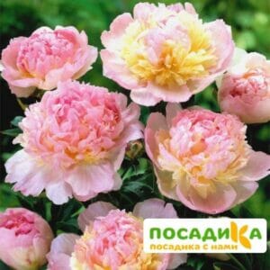 Пион Распберри Сандей (Paeonia Raspberry Sundae) купить по цене от 959р. в интернет-магазине «Посадика» с доставкой почтой в в Олекминске и по всей России – [изображение №1].