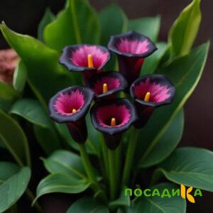 Калла Аура Лейс купить по цене от 400р. в интернет-магазине «Посадика» с доставкой почтой в в Олекминске и по всей России – [изображение №1].