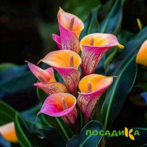 Калла Оникс купить по цене от 450р. в интернет-магазине «Посадика» с доставкой почтой в в Олекминске и по всей России – [изображение №1].