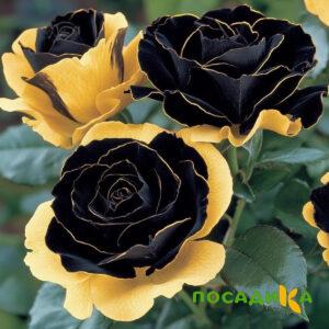 Роза Ханни Сикл купить по цене от 700р. в интернет-магазине «Посадика» с доставкой почтой в в Олекминске и по всей России – [изображение №1].