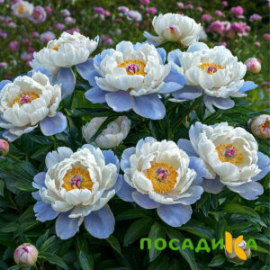 Пион акварельный Этюд купить по цене от 806р. в интернет-магазине «Посадика» с доставкой почтой в в Олекминске и по всей России – [изображение №1].