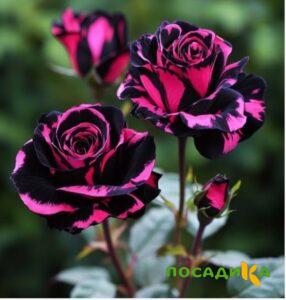 Роза Багровый Шепот купить по цене от 366р. в интернет-магазине «Посадика» с доставкой почтой в в Олекминске и по всей России – [изображение №1].