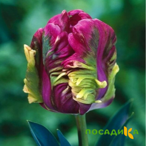 Тюльпан Экзотик Хэвен купить по цене от 186р. в интернет-магазине «Посадика» с доставкой почтой в в Олекминске и по всей России – [изображение №1].