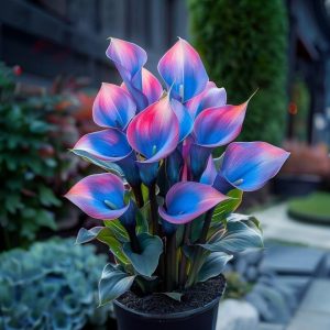 Калла Импрессия купить по цене от 590р. в интернет-магазине «Посадика» с доставкой почтой в в Олекминске и по всей России – [изображение №1].