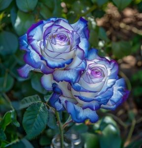 Роза Пэтолз Хоуп купить по цене от 333р. в интернет-магазине «Посадика» с доставкой почтой в в Олекминске и по всей России – [изображение №1].