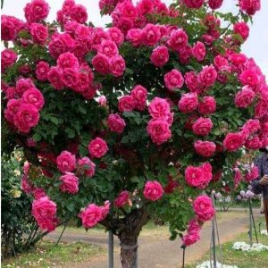 Роза Версаля купить по цене от 232р. в интернет-магазине «Посадика» с доставкой почтой в в Олекминске и по всей России – [изображение №1].