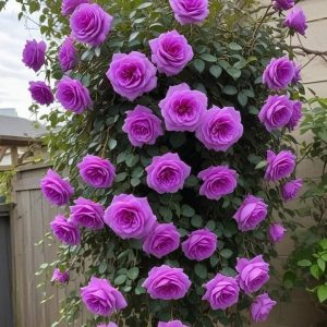 Роза Мистик Уайт купить по цене от 620р. в интернет-магазине «Посадика» с доставкой почтой в в Олекминске и по всей России – [изображение №1].