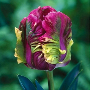 Тюльпан Экзотик Хэвен купить по цене от 186р. в интернет-магазине «Посадика» с доставкой почтой в в Олекминске и по всей России – [изображение №1].