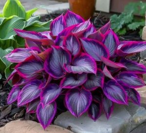 Хоста Сикрет Гарденс купить по цене от 549р. в интернет-магазине «Посадика» с доставкой почтой в в Олекминске и по всей России – [изображение №1].