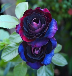 Роза Скарлет Рэвери купить по цене от 489р. в интернет-магазине «Посадика» с доставкой почтой в в Олекминске и по всей России – [изображение №1].