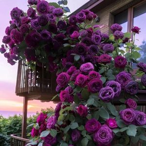 Роза Плетистая Плум Пэшн купить по цене от 610р. в интернет-магазине «Посадика» с доставкой почтой в в Олекминске и по всей России – [изображение №1].