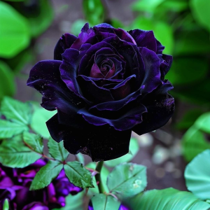 Роза Блэк Пантер купить по цене от 319р. в интернет-магазине «Посадика» с доставкой почтой в в Олекминске и по всей России – [изображение №1].