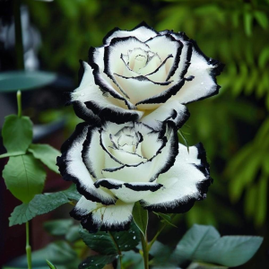 Роза Силк Ивин купить по цене от 319р. в интернет-магазине «Посадика» с доставкой почтой в в Олекминске и по всей России – [изображение №1].