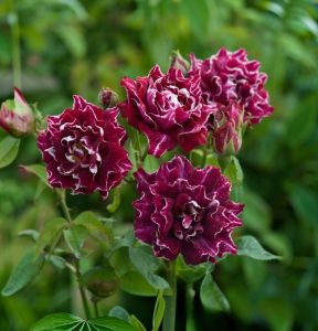 Роза Опаловый Пейзаж купить по цене от 490р. в интернет-магазине «Посадика» с доставкой почтой в в Олекминске и по всей России – [изображение №1].