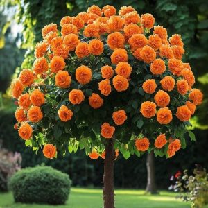 Роза Солнечный Шарм купить по цене от 349р. в интернет-магазине «Посадика» с доставкой почтой в в Олекминске и по всей России – [изображение №1].