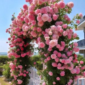 Роза Пастель Розе купить по цене от 605р. в интернет-магазине «Посадика» с доставкой почтой в в Олекминске и по всей России – [изображение №1].