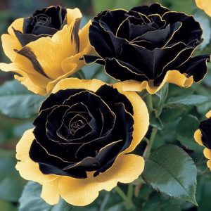 Роза Ханни Сикл купить по цене от 700р. в интернет-магазине «Посадика» с доставкой почтой в в Олекминске и по всей России – [изображение №1].