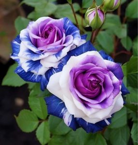 Роза Айвори Каскад купить по цене от 420р. в интернет-магазине «Посадика» с доставкой почтой в в Олекминске и по всей России – [изображение №1].