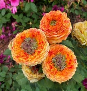 Роза Золотой Мираж купить по цене от 420р. в интернет-магазине «Посадика» с доставкой почтой в в Олекминске и по всей России – [изображение №1].