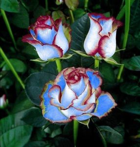 Роза Сафайер Пэтл купить по цене от 450р. в интернет-магазине «Посадика» с доставкой почтой в в Олекминске и по всей России – [изображение №1].